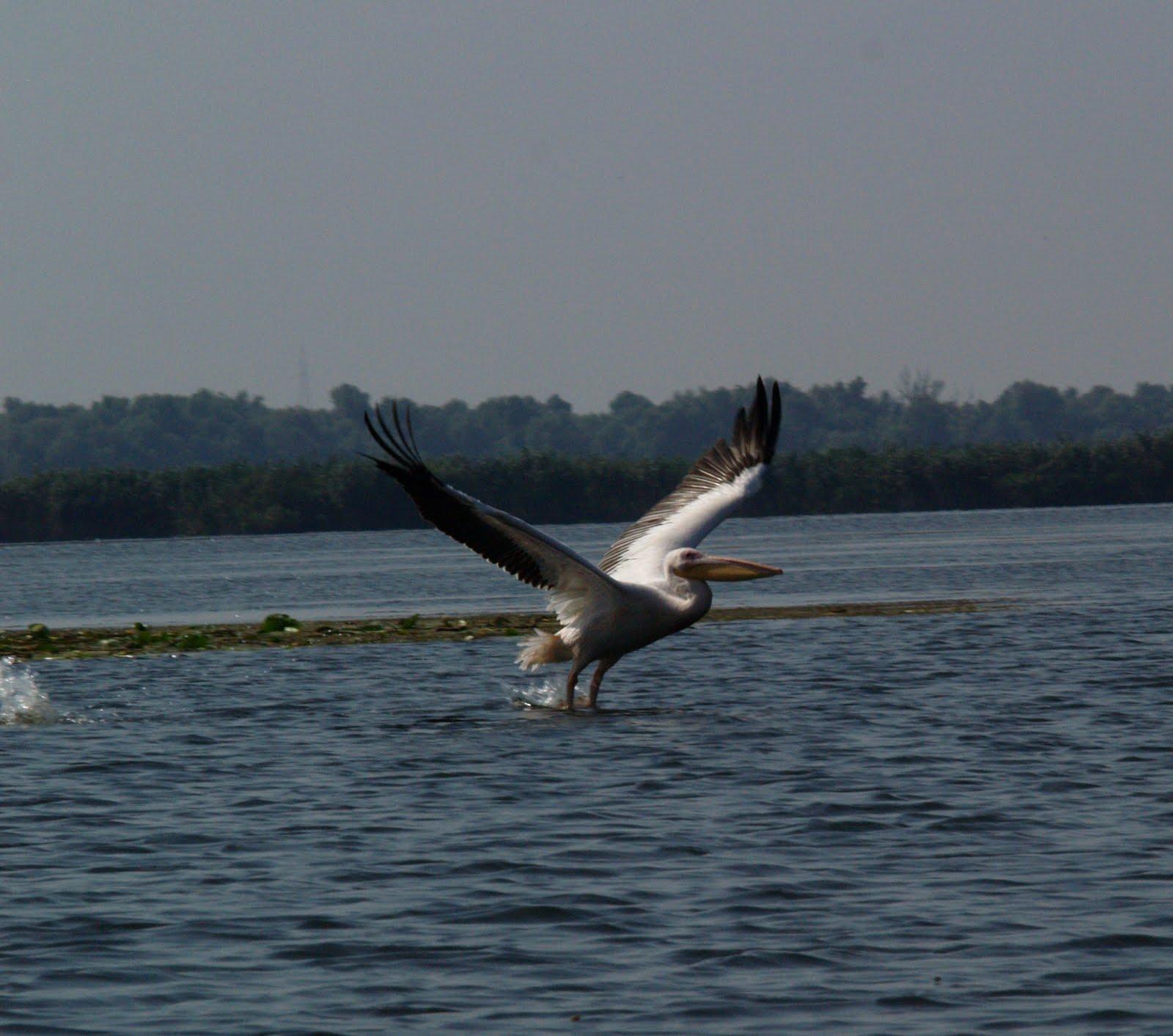 nice things  - delta-dunarii.jpg